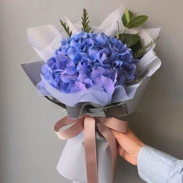 Гортензия голубая в Вологде