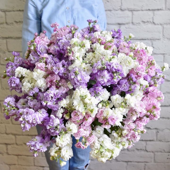 Облако маттиол в Вологде