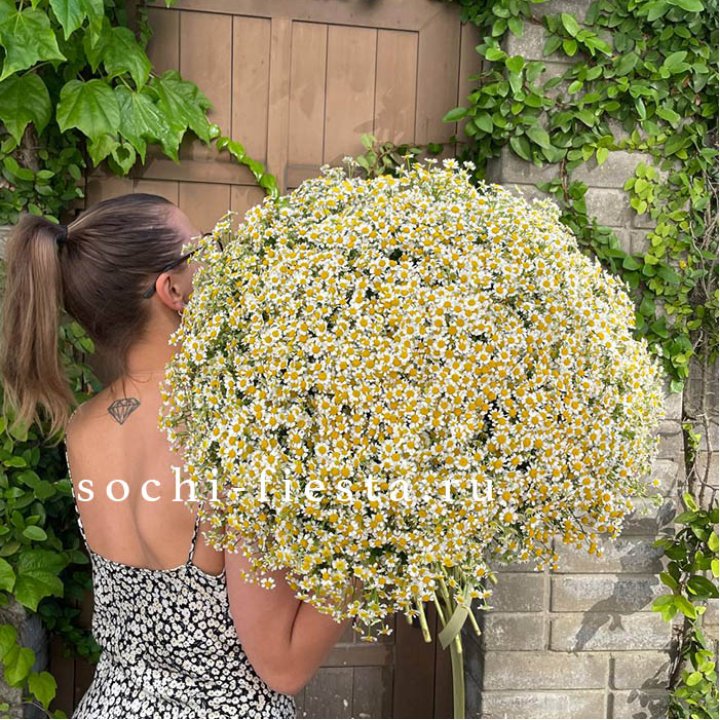 101 ромашка в Вологде