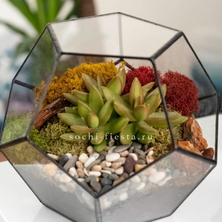 Флорариум “Додекаэдр” с суккулентом Седум в Вологде