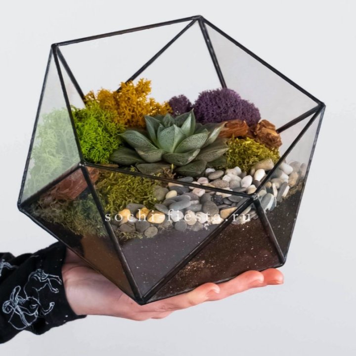 Флорариум “Икосаэдр” с суккулентом Каменная Роза в Вологде