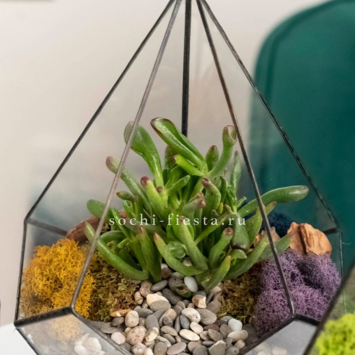 Флорариум “Капля” с суккулентом Крассула Хоббит в Вологде
