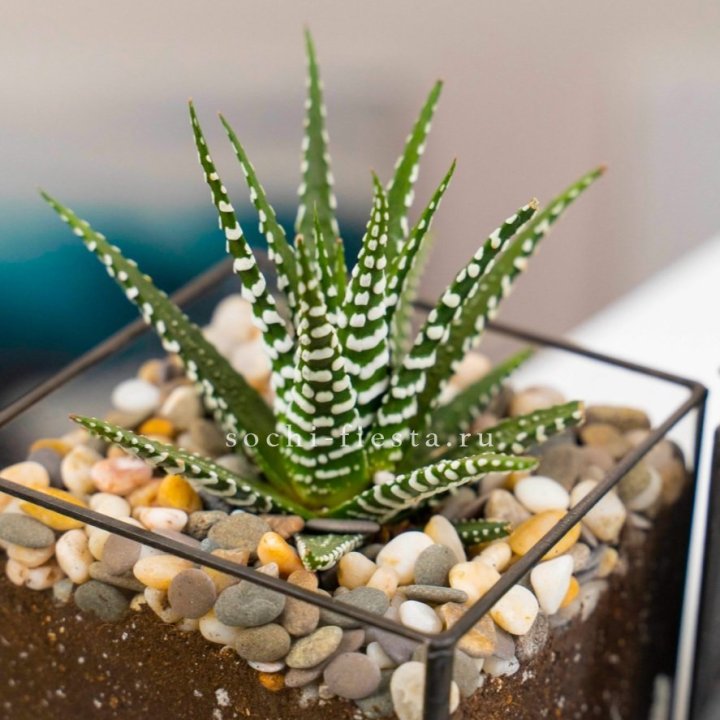 Флорариум Кубик с суккулентом Хавортия в Вологде