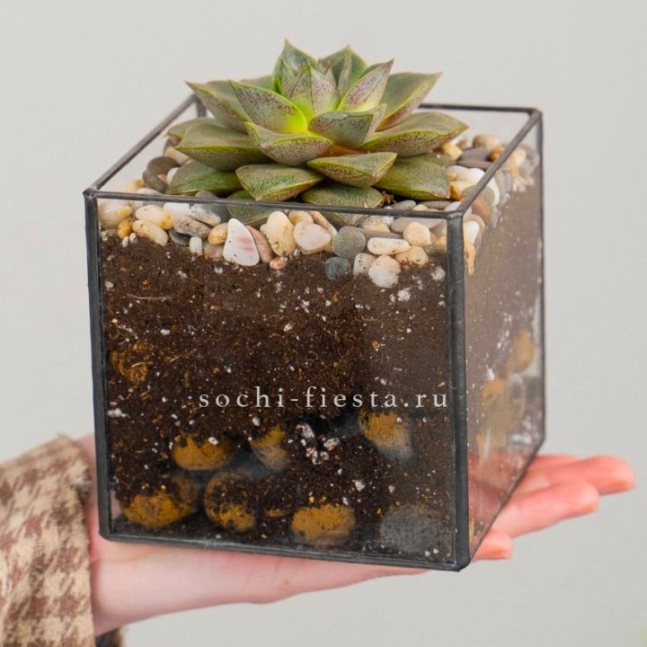 Флорариум Кубик с суккулентом Каменная роза в Вологде