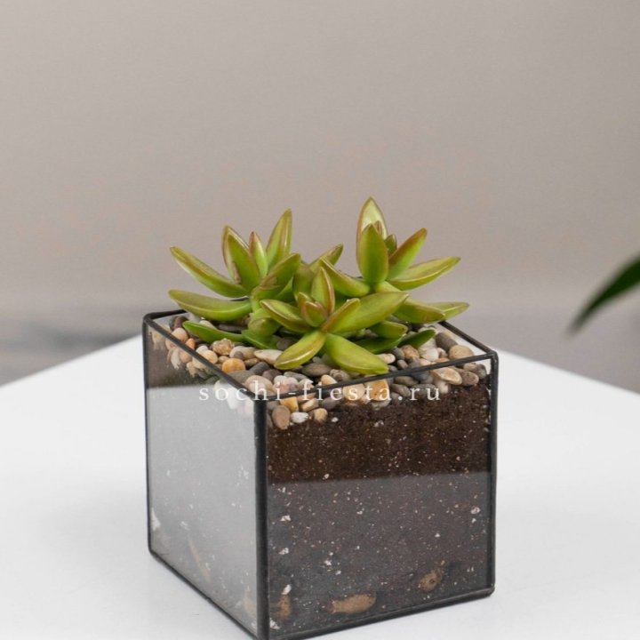 Флорариум Кубик с суккулентом Седум в Вологде