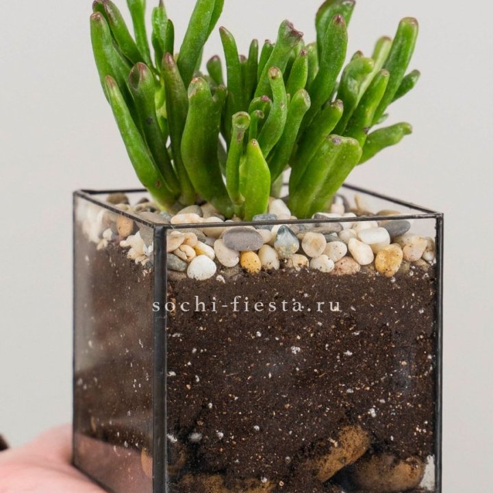Флорариум Кубик с суккулентом Хоббит в Вологде