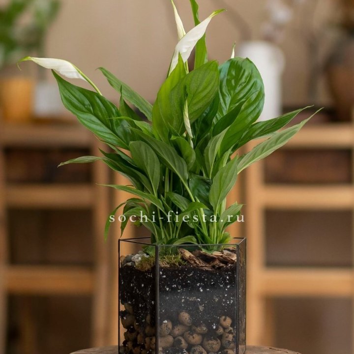 Спатифиллум в кашпо Пятиугольник в Вологде