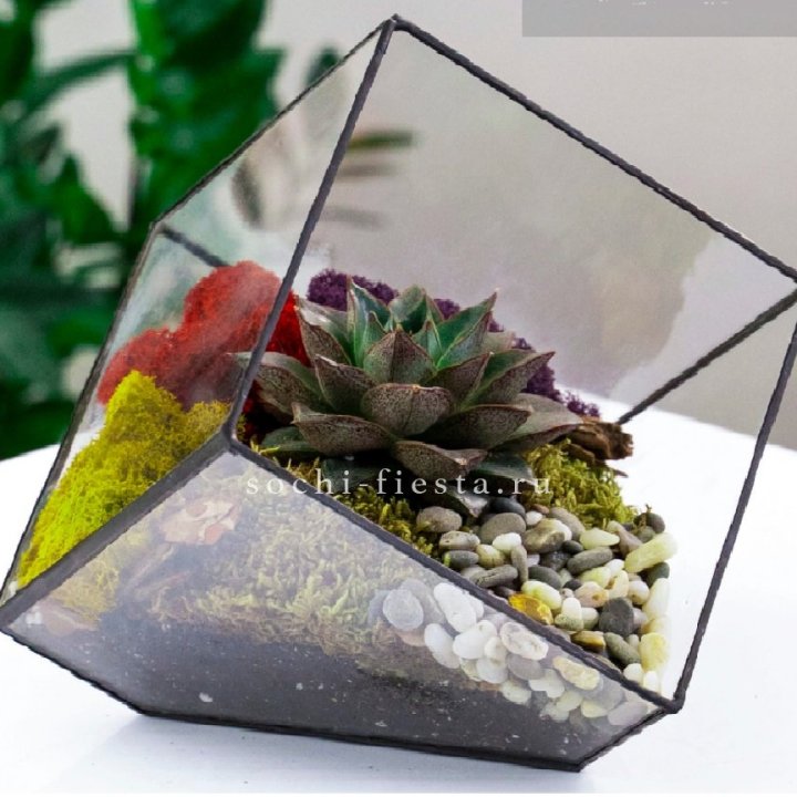 Флорариум Куб усеченный с суккулентом Каменная роза в Вологде