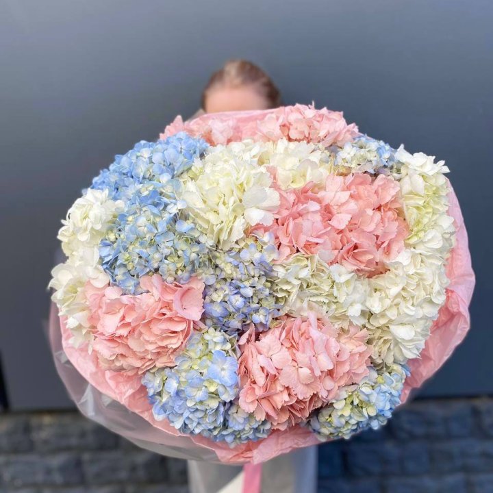 19 гортензий микс в Вологде