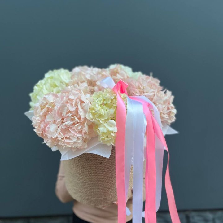 7 гортензий в кашпо в Вологде