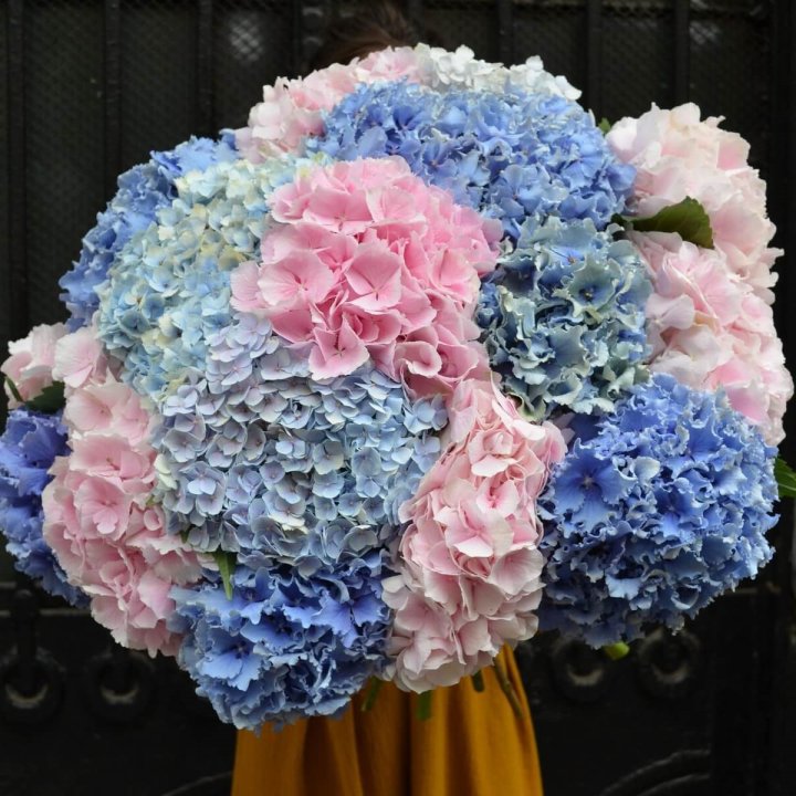 Букет гортензий "Фонтан" в Вологде