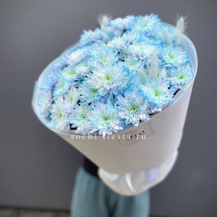  Букет нежно-голубых хризантем  в Вологде