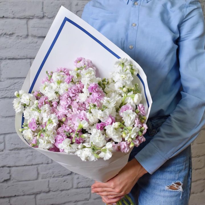 Маттиола в Вологде