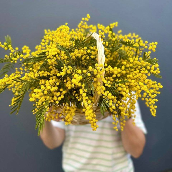 Весенняя корзина мимозы в Вологде