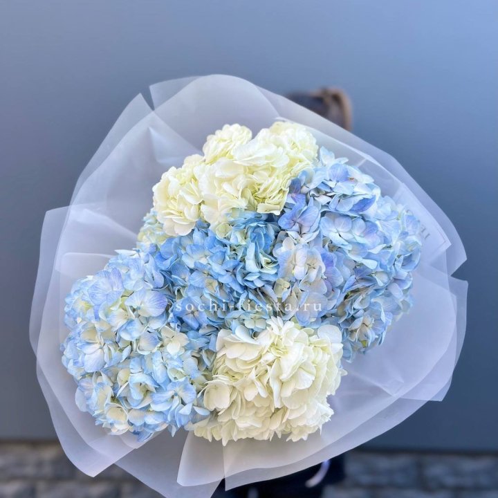 5 бело-голубых гортензий в Вологде