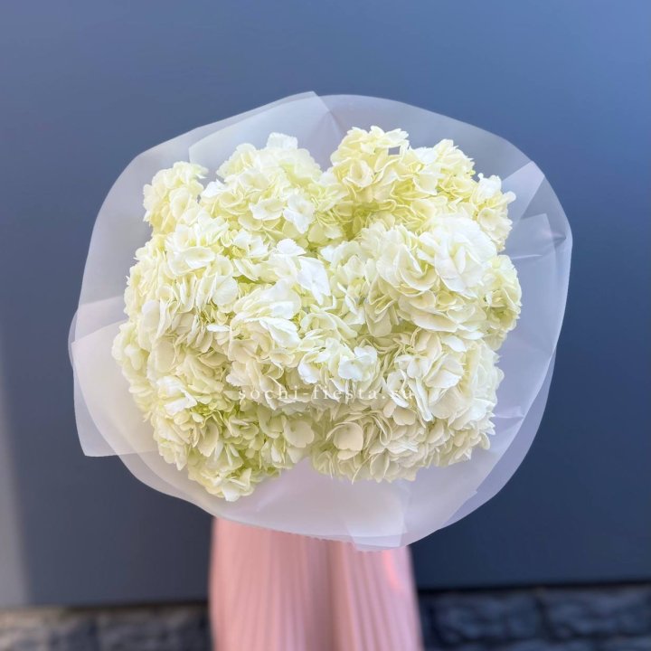 7 белых гортензий в Вологде