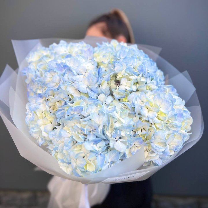 5 голубых гортензий в Вологде