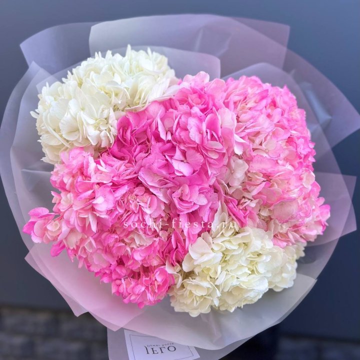 5 бело-розовых гортензий в Вологде