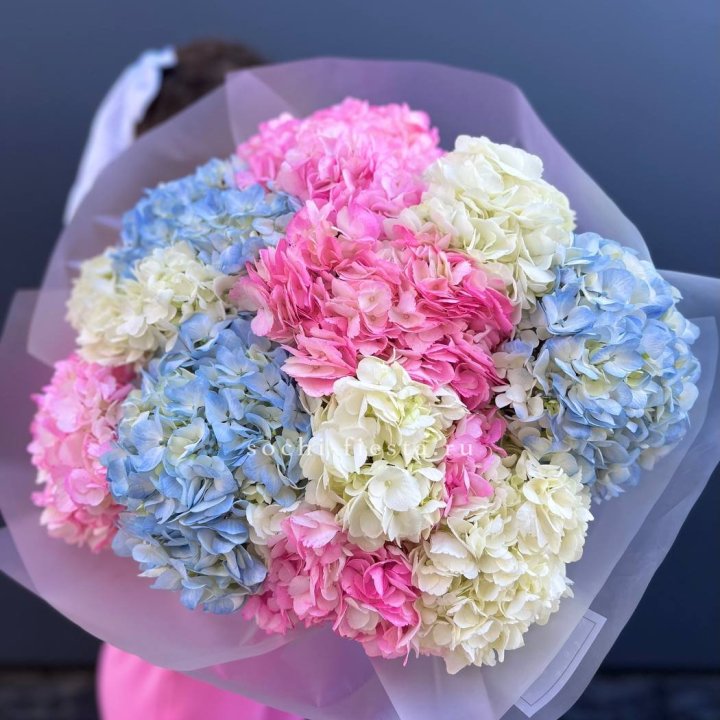 11 гортензий микс в Вологде