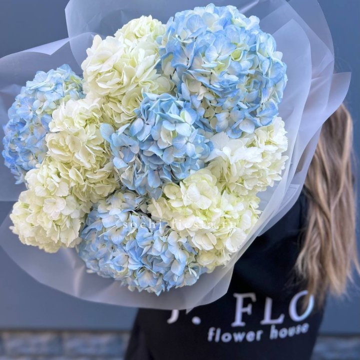 9 бело-голубых гортензий в Вологде