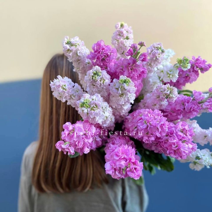 Охапка маттиолы в Вологде