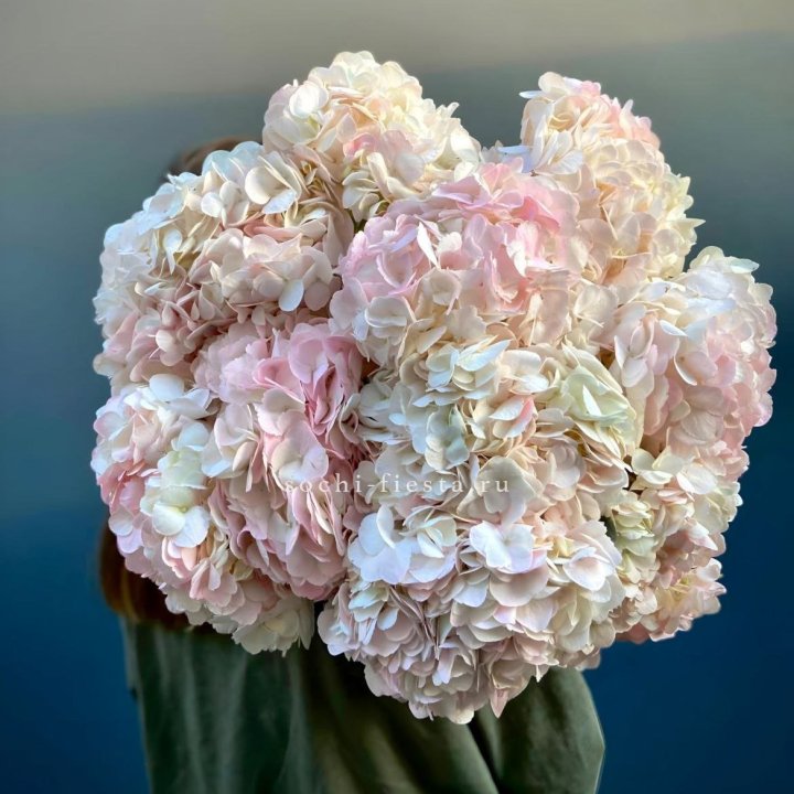 Охапка розовой гортензии в Вологде