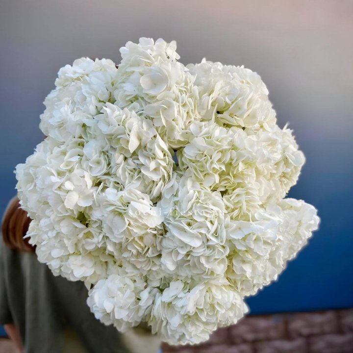 Охапка белой гортензии в Вологде