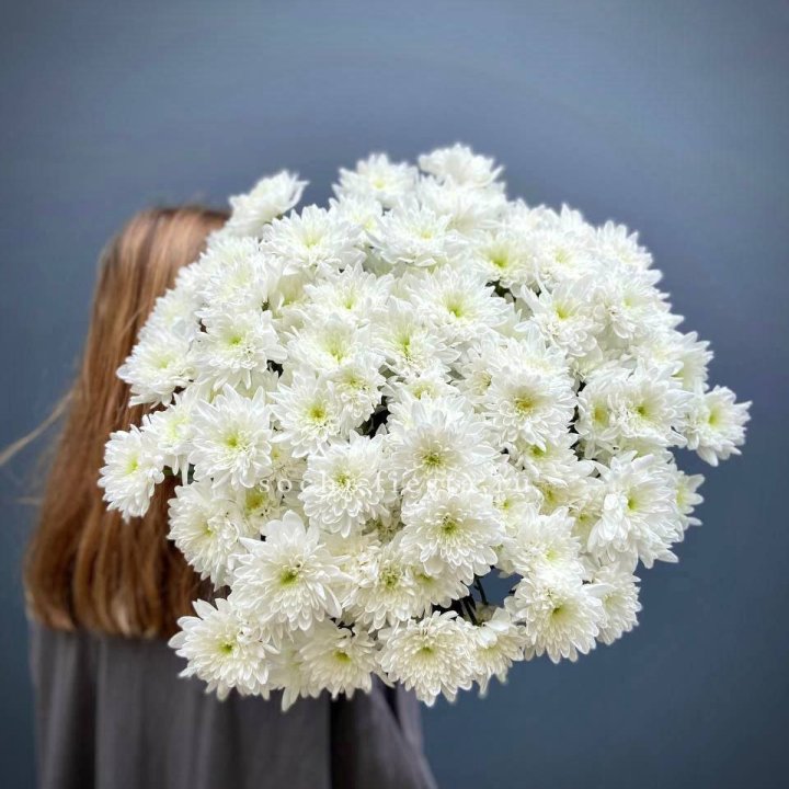 Охапка Хризантемы кустовой в Вологде