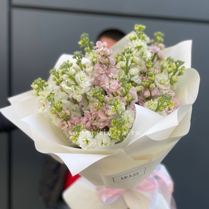 29 маттиол  в Вологде