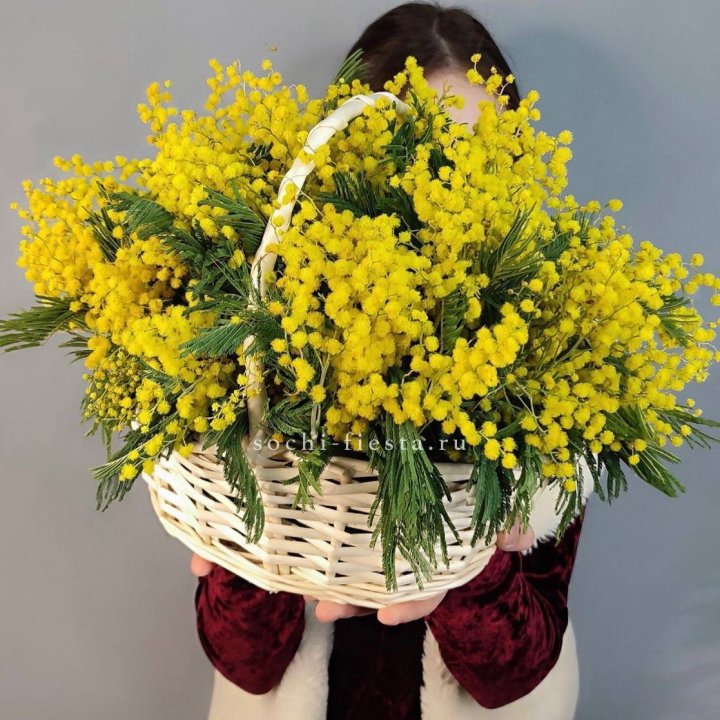 Корзина ароматной мимозы в Вологде