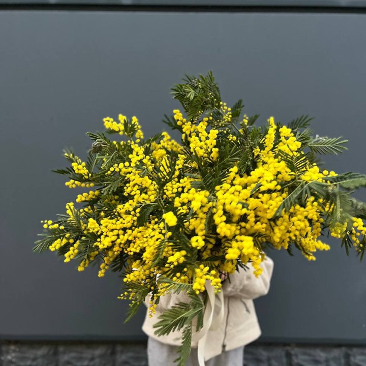 Охопка мимозы в Вологде