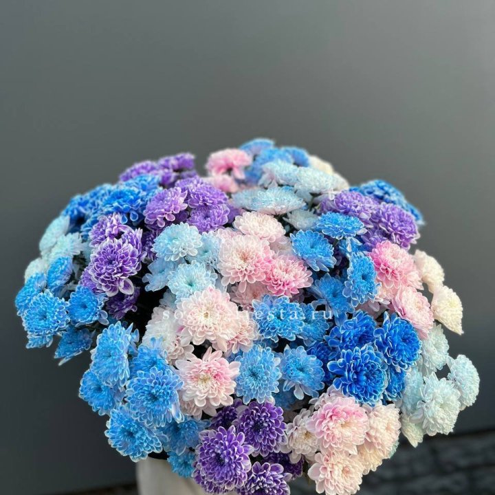 25 цветных хризантем в Вологде