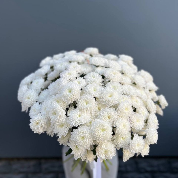  25 хризантем белых в Вологде