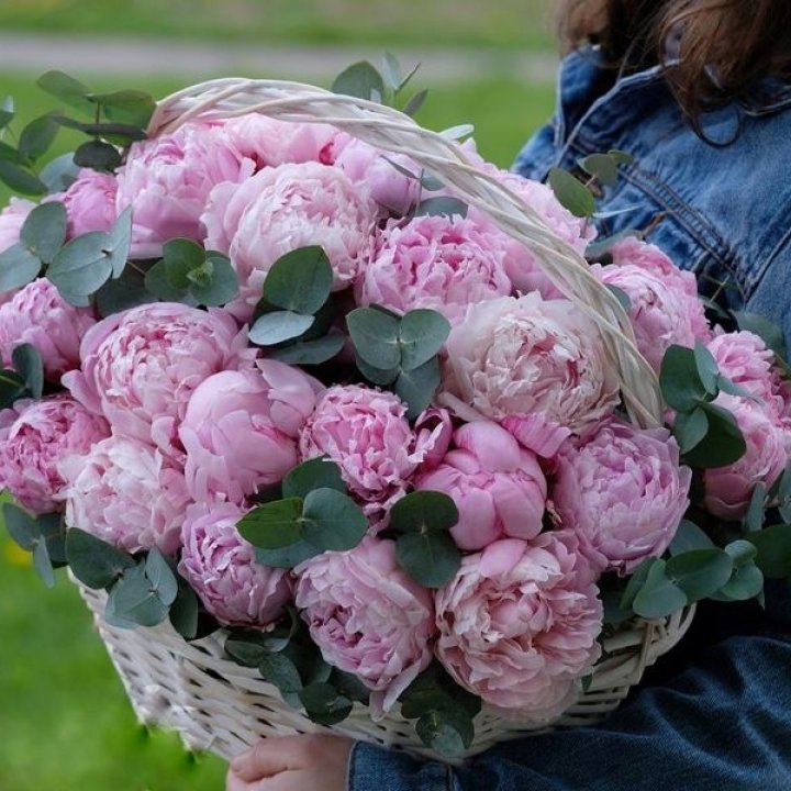 51 пион в корзине в Вологде