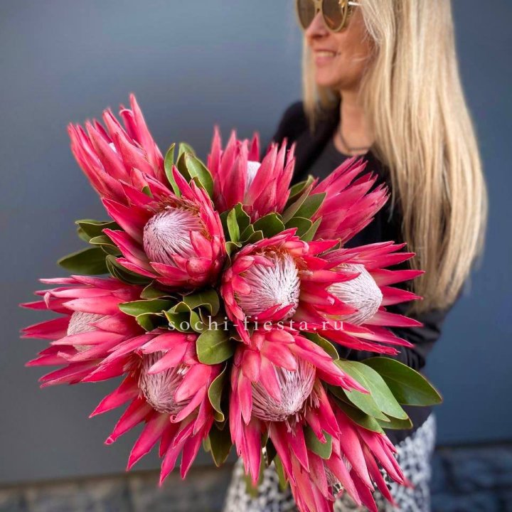 Протея штучно в Вологде