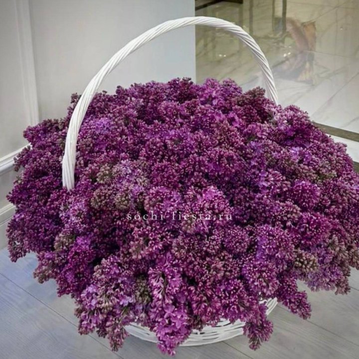 Корзина сирени в Вологде