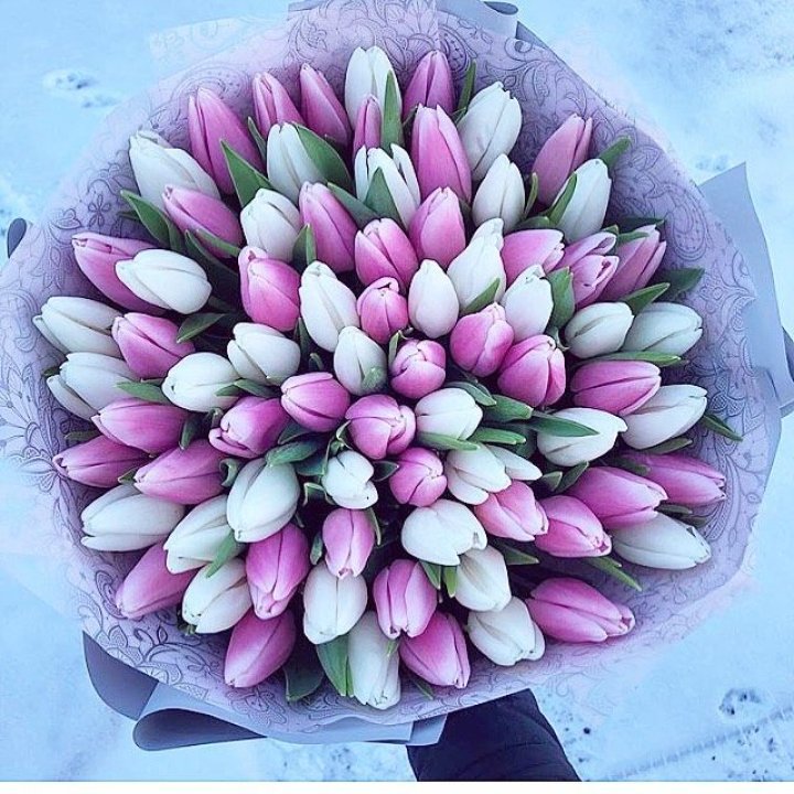 101 тюльпан "Лолипоп" в Вологде