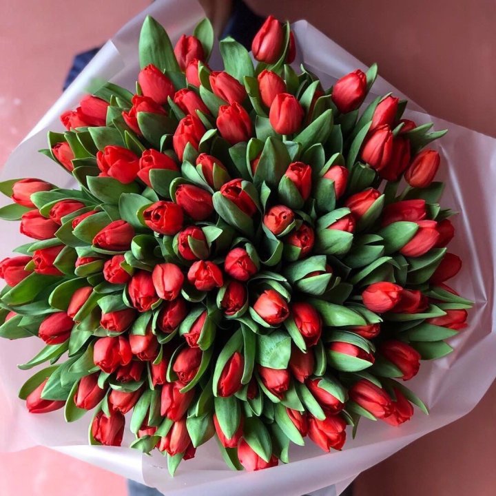 101 красный тюльпан в Вологде